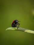 Clytra laeviuscula