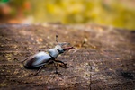 Lucanus cervus