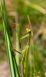 Mantis religiosa