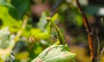 Mantis religiosa