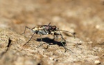 Cylindera arenaria viennensis