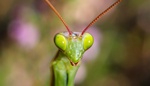 Mantis religiosa