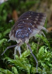 Oniscus asellus